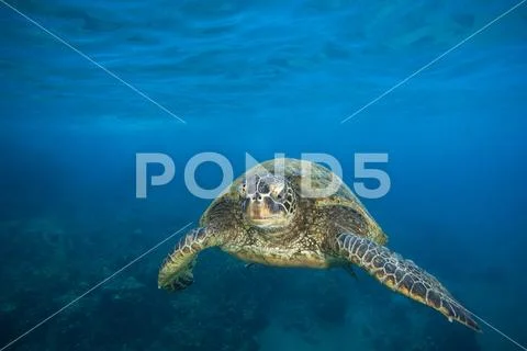 A Hawaiian Green sea turtle (Chelonia mydas) swimming in clear, blue water Stock Photos