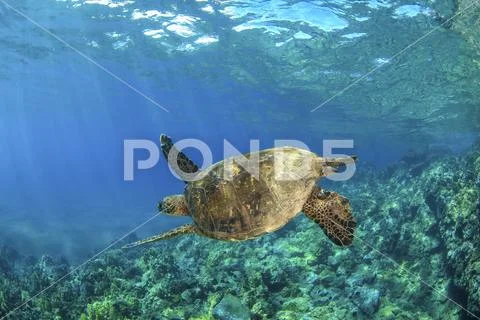 Hawaiian Green sea turtle (Chelonia mydas) swimming in clear, blue water Stock Photos