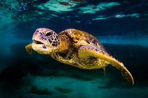 Hawaiian Green Sea Turtle Stock Photos