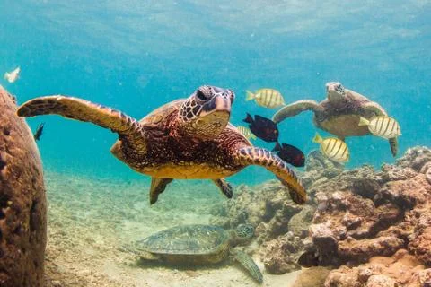 Hawaiian Green Sea Turtle Stock Photos