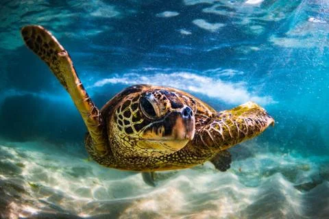 Hawaiian Green Sea Turtle Stock Photos