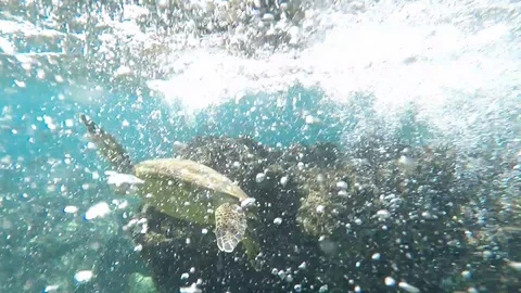 Hawaiian green turtle Stock Footage 115378267
