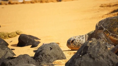 Hawaiian green turtle Stock Footage 115378368