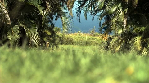 Hawaiian landscape Stock Footage 57090557