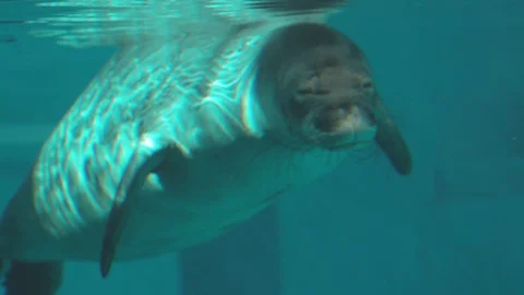 Hawaiian Monk Seal Stock Footage 86577487