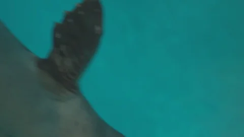 Hawaiian Monk Seal Stock Footage 86655856
