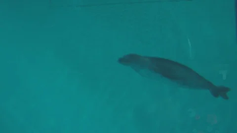 Hawaiian Monk Seal Stock Footage 86655867