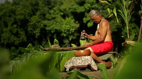 A Hawaiian native prepares tarot root with his hands. Stockbeeldmateriaal 8998231
