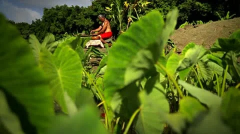 A Hawaiian native sits in the field making poi. Vidéo 9328682