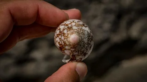 Hawaiian Ocean Shell Stock Photos