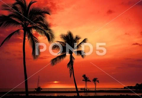 Hawaiian palm tree sunset on Big Island Stock Photos