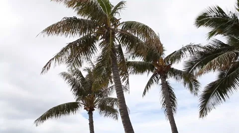 Hawaiian Palm Trees Stock-Footage 40492130