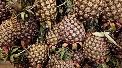 Hawaiian pineapples background Stock Footage 102930379