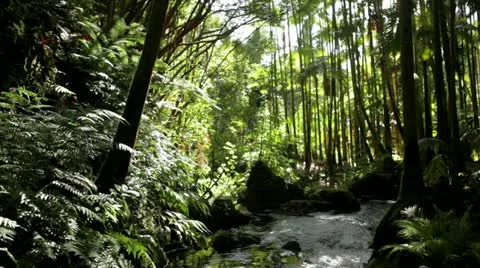 Hawaiian rainforest with stream Stock Footage 21831070