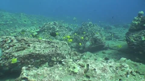 Hawaiian Reef Scene Stock Footage 10890792