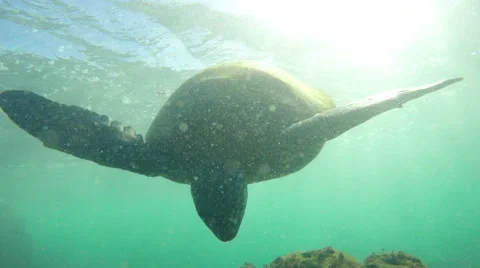 Hawaiian Sea Turtle Stock Footage 52826142