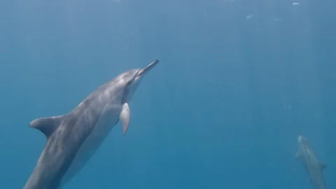 Hawaiian Spinner dolphin surfaces 스톡 동영상 148355230
