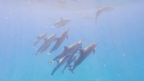 Hawaiian spinner dolphins Video stock 231335522