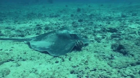 Hawaiian stingray close up Stock Footage 10890931