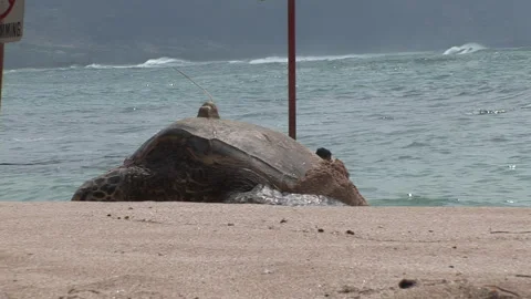 Hawaiian Turtles on the beach Stockbeeldmateriaal 292112385