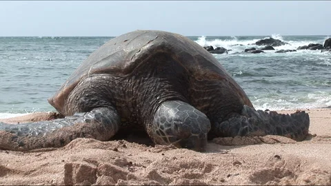Hawaiian Turtles at the beach 库存影片 292112387