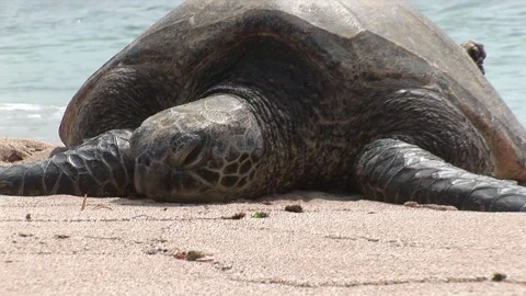 Hawaiian Turtles on the beach Stockbeeldmateriaal 292112463