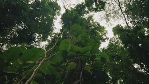 Hawaiian Vines Growing Up Tree Camera Spins Around 4K Stock Footage 267048352