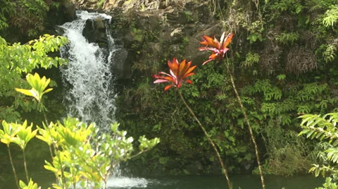 Hawaiian Waterfall 库存影片 37935302