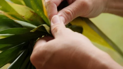 Hawaiian womans hands close-up making ti leaf lei 4 Stock Footage 113697574