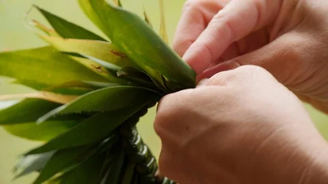 Hawaiian womans hands close-up making ti leaf lei 5 Stock Footage 113699161