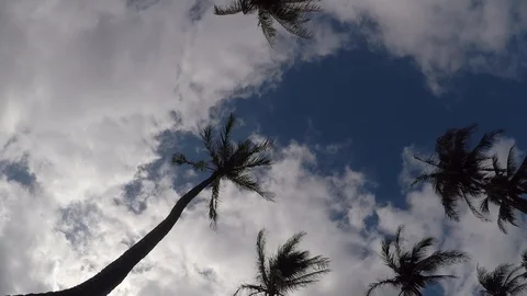 Hawaiians Coconut trees 動画素材 127687960