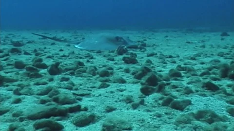 Hawaiianstingray1 Video stock 81226918
