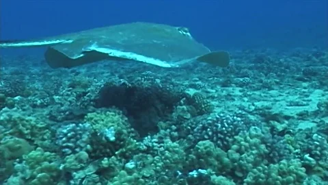 Hawaiianstingray2 Stock Footage 81226949