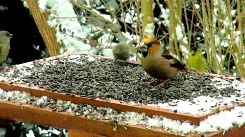 Hawfinch bird in feeder in winter Stock Footage 47739343
