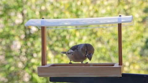 Hawfinch bird fly up to the bird feeder hanging outside the window Stock Footage 164401355