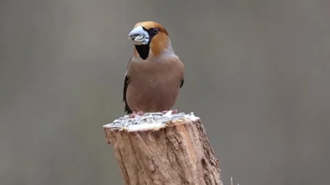 Hawfinch Bird Perched on Tree Stump in Natural Habitat, Close-Up Wildlife Shot Stock-Footage 333707377