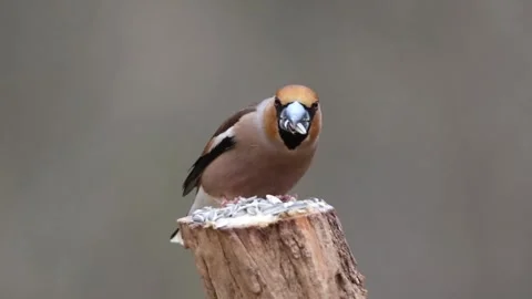 Hawfinch Bird Perched on Tree Stump in Natural Habitat, Close-Up Wildlife Shot Stock-Footage 333707378
