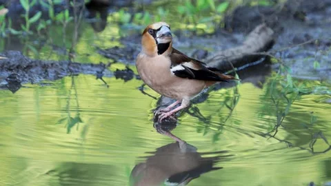 Hawfinch bird playing with its reflection in the water, Coccothraustes Stock Footage 157785864