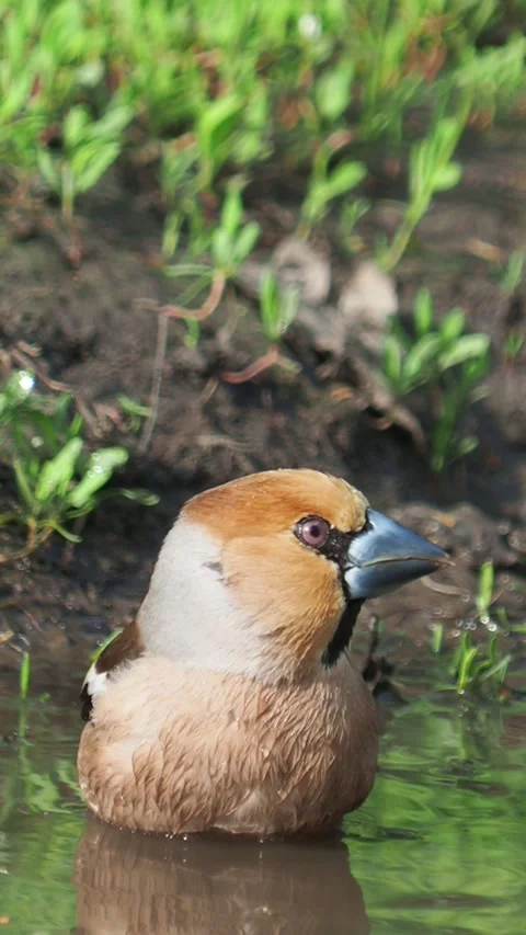 Hawfinch bird taking a bath, beautiful sound, Coccothraustes coccothraustes Stock Footage 284304518