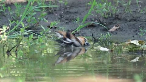 Hawfinch bird taking a bath, Coccothraustes coccothraustes Stock Footage 157583296