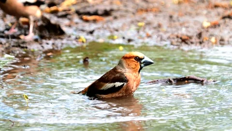 Hawfinch bird taking a bath, Coccothraustes Stock Footage 195125345