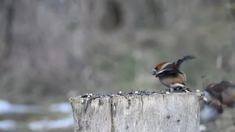 Hawfinch Chasing Another Bird from Feeder in Slow Motion Stock Footage 341671607