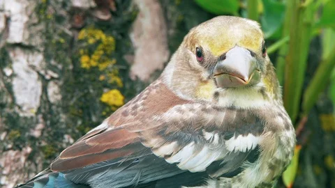 Hawfinch is chilling on the tree in UHD Stock-Footage 112606908