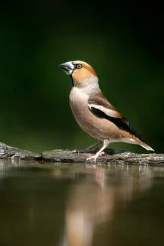 Hawfinch, Coccothraustes coccothrauste, Stock Photos