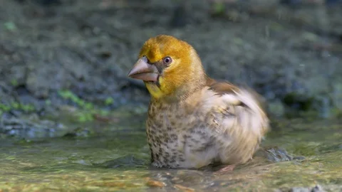 Hawfinch (Coccothraustes coccothraustes) bathing Stock-Footage 91570405