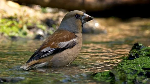 Hawfinch (Coccothraustes coccothraustes) bathing Video stock 102143027