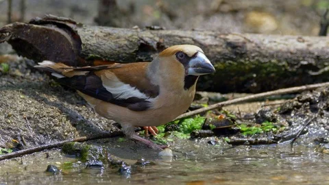 Hawfinch (Coccothraustes coccothraustes) drinking Stock Footage 91571119