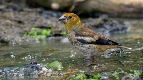 Hawfinch (Coccothraustes coccothraustes) drinking Stock Footage 91571586