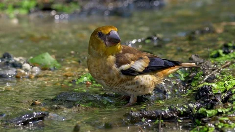 Hawfinch (Coccothraustes coccothraustes) drinking Stock-Footage 91571677
