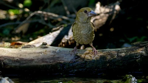 Hawfinch (Coccothraustes coccothraustes) drinking Stock Footage 102145425